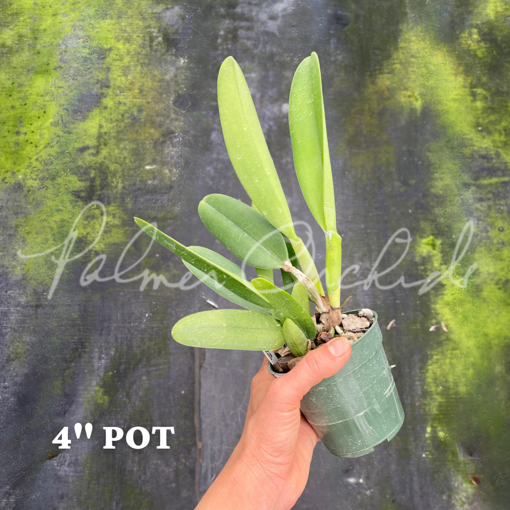 Rlc. Yoko Kilbourne — Palmer Orchids